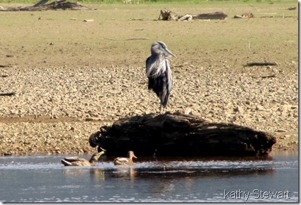 Heron and Mallards