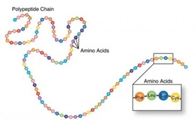 amino acids amino acids