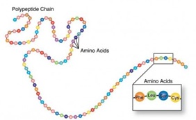 amino acids