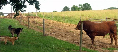 Kodi and the bull