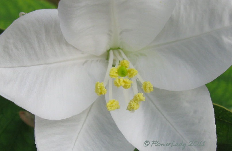 [08-08-white-orchid-tree-bloom2%255B4%255D.jpg]