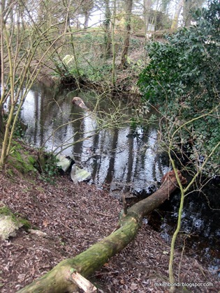 two fallen trees
