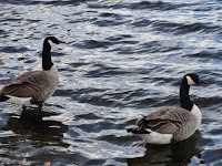 DSC02971.JPG