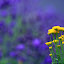 Photography Entries 2009