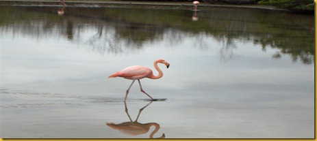 Foto Galapagos Fenicotteri Rosa Foto Galapagos Fenicotteri Rosa