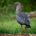 Plumbeous Ibis