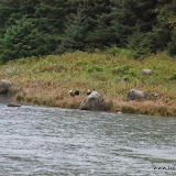 Chilkat Bald Eagle Preserve - Haines, Alaska, EUA