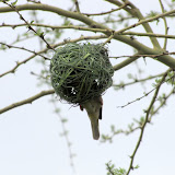 Die vinke bou nessies
