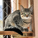 gatti