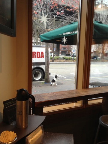 GilbertStarbucks.jpg GilbertStarbucks