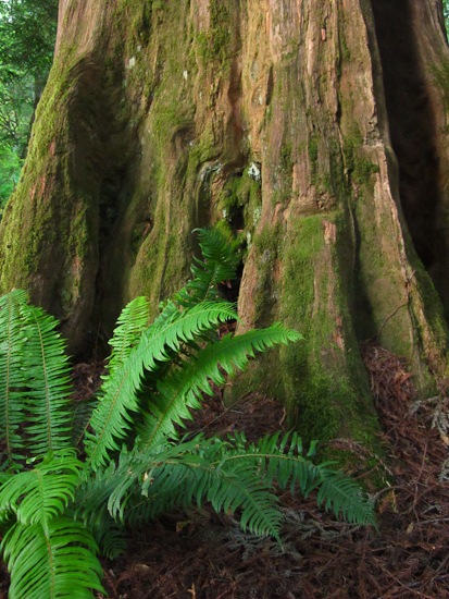 Del Norte Coast Redwoods SP (4)