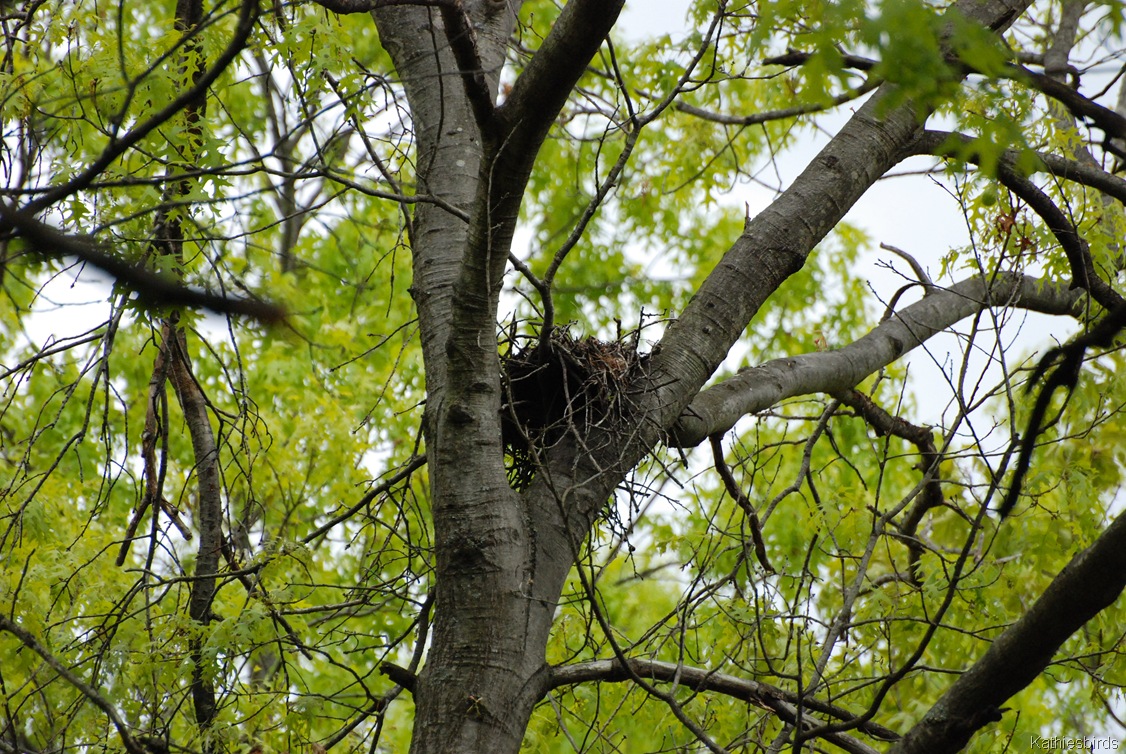 [5.%2520nest%2520in%2520the%2520woods-kab%255B3%255D.jpg]