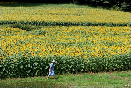 Burts Farm sunflowers, Dawsonville, GA