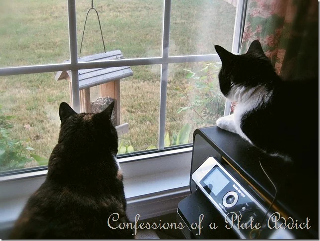 Cat TV