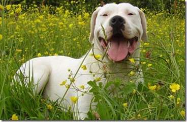 razas de perros grandes-Dogo Argentino