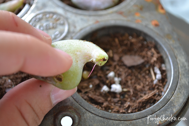 How To Propagate Succulents