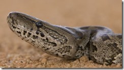 African Rock Python