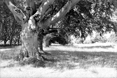 The-Trees-8---Film