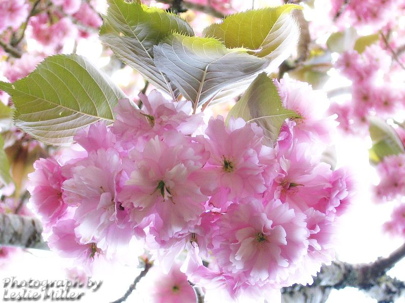 [CherryBlossoms%255B3%255D.png]