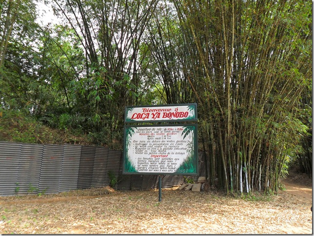 lola ya bonobo refuge espece en voie de disparition lola ya bonobo refuge espece en voie de disparition
