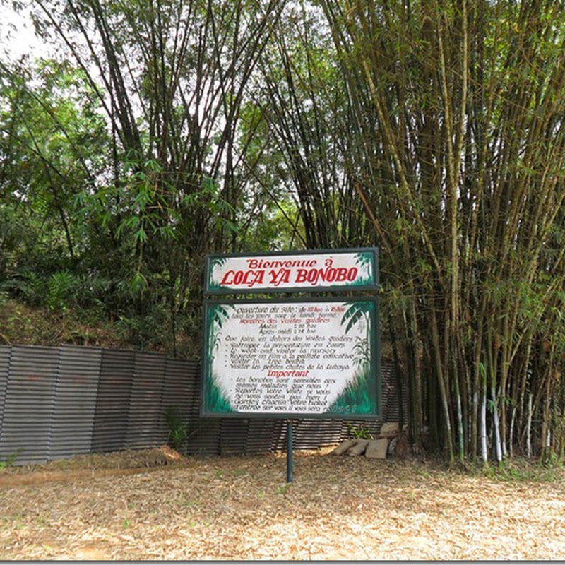 Lola ya Bonobo : un lieu de refuge pour une espèce en voie de disparition