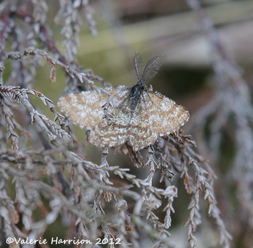 [6-common-heath%255B2%255D.jpg]