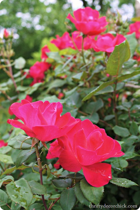knockout roses knockout roses