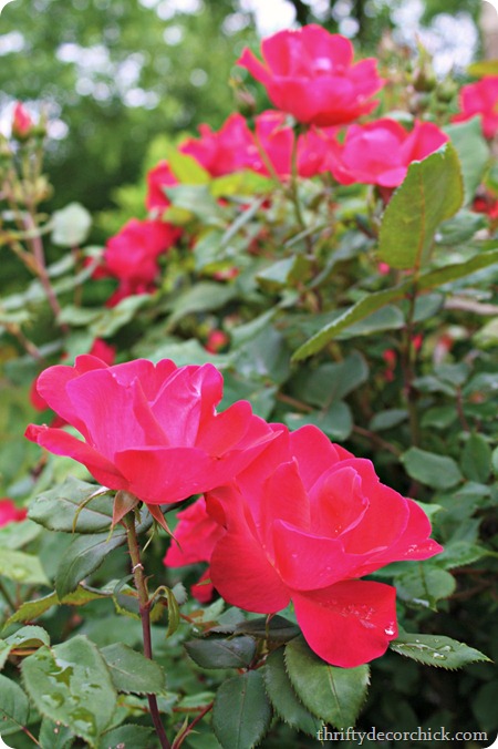 knockout roses