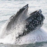 Humpback whale