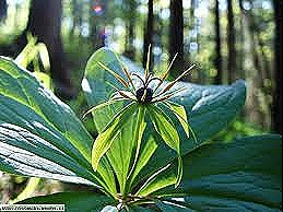 [paris%2520quadrifolia%255B4%255D.jpg]