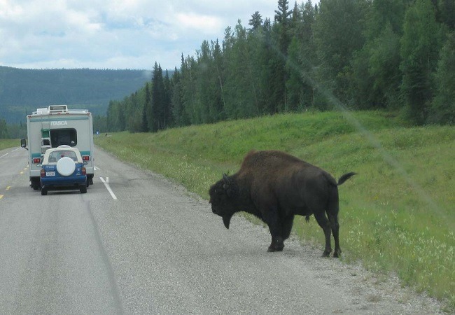 [Bison-next-to-the-road.jpg]