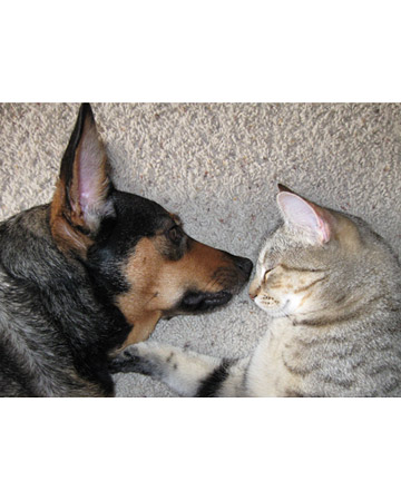 Pinta, a Catahoula from Bernville, Pennsylvania, makes sure his friend Tiger is safe and sound as he sleeps. Contributed by furfun. Pinta, a Catahoula from Bernville, Pennsylvania, makes sure his friend Tiger is safe and sound as he sleeps. Contributed by furfun.