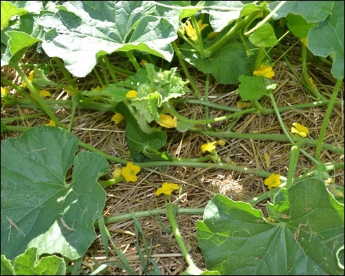 cantaloupe blossoms