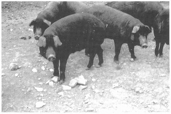mulefoot hogs