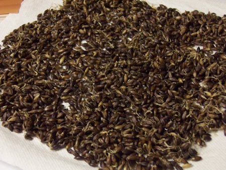 [sprouted-barley-bread%2520009%255B1%255D.jpg]