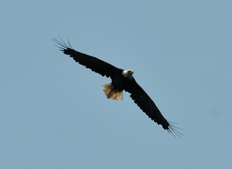 [03g2---Liberty-Point---bald-eagle2.jpg]