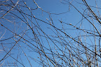 Pussy willows, like weeping willows, produce a medical compound, called salicin, which is used to make over the counter pain relievers! Native Americans used the bark and roots as painkillers and anti-fever medicines!