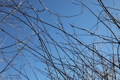 Pussy willows, like weeping willows, produce a medical compound, called salicin, which is used to make over the counter pain relievers! Native Americans used the bark and roots as painkillers and anti-fever medicines!