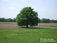 dsc06862.jpg
