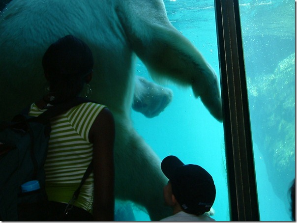 polar-bear-NYC-Central-park