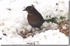 blackbird female