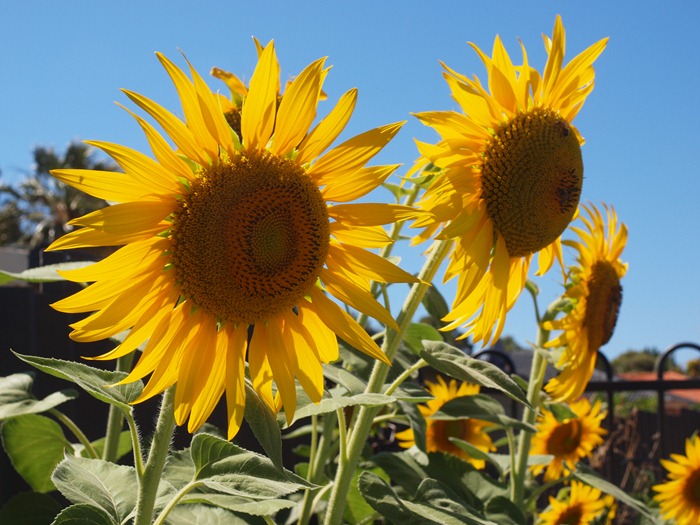 sunflowers