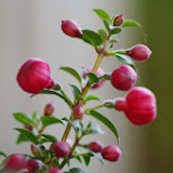 IMGP0981.JPG