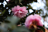IMG_3540.JPG