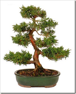 Floricultura Flores e Flores - Bonsai Floricultura Flores e Flores - Bonsai