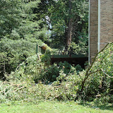 Fallen Oak Removal