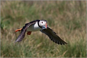 Puffin in flight with eels