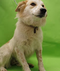 FIGALA
Amorosa perrita, tiene unos ojos precioso, amable, cariñosa y equilibrada.