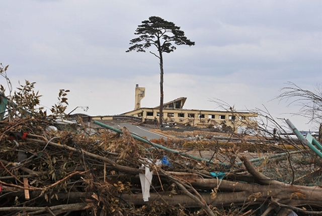 After the Japan tsunami of 2011, the last surviving pine tree stands in what was once a sprawling grove of more than 70,000 that towered above the white sandy shore and made it a popular tourist destination. They were planted along the shore some 300 years ago by villagers to shelter them from winds, waves and erosion from Pacific storms that regularly crash to shore. CNN