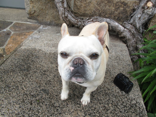 Why don't I take pictures with my Canon G12 camera so we can show Ryan our finds and post the photos on our blog?